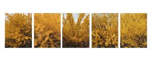 Forsythias